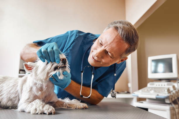 Best Emergency Tooth Extraction in Park City, MT
